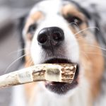 Hirschgeweih-Spezial