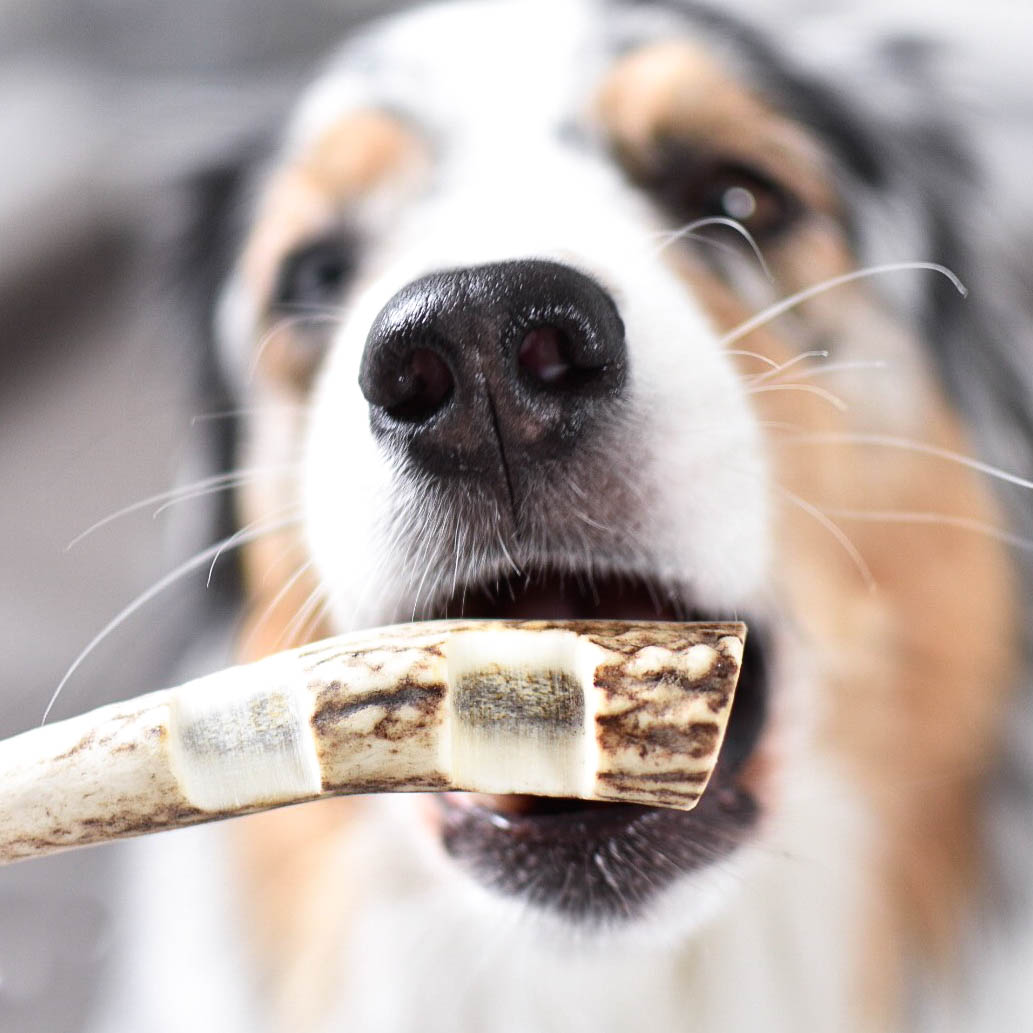 Hirschgeweih-Spezial