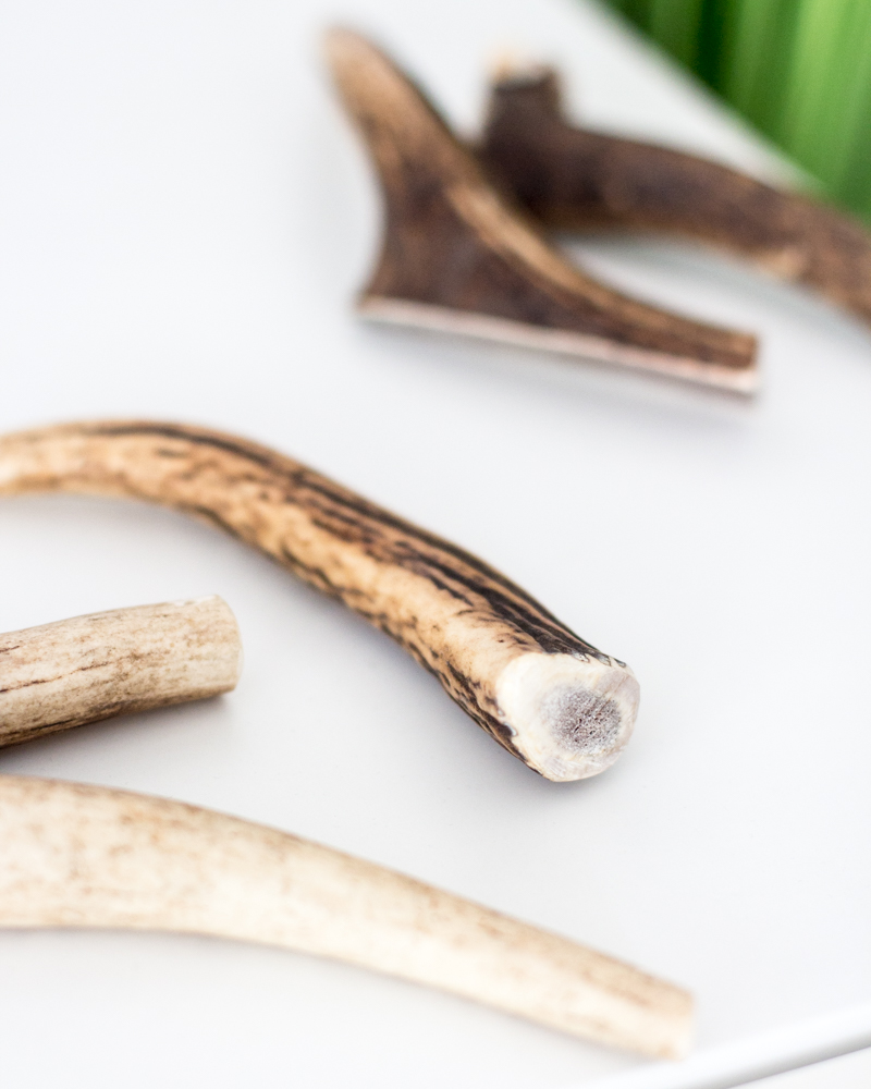 Hirschgeweih Kausnack ganz 2