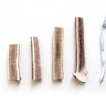 Hirchgeweih-Hund-Kausnack-halbiert-6