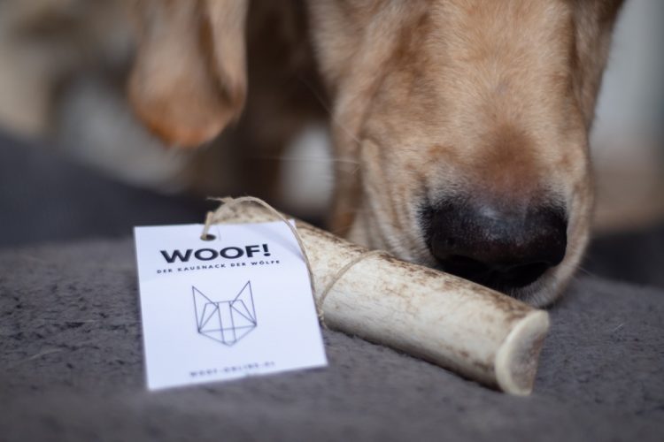 Was muss ich beim Geweihe kaufen beachten? 2 geweihe-kaufen-beachten