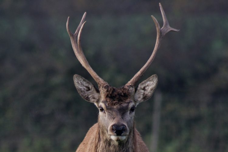 Woraus bestehen Geweihe für Hunde? 3 woraus-bestehen-geweihe